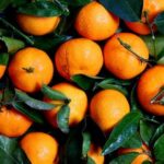 Fresh oranges still on the vine